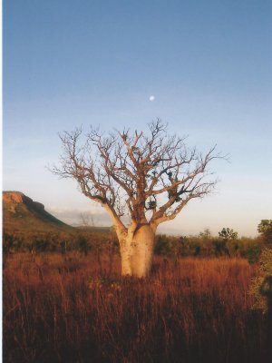 A boab tree in the Kimberley ... the region where Baz Luhrmann's movie Australia was filmed